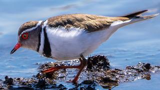 Türkiye'de ilk kez Hancağız Barajı'nda görüldü: 504. tür oldu