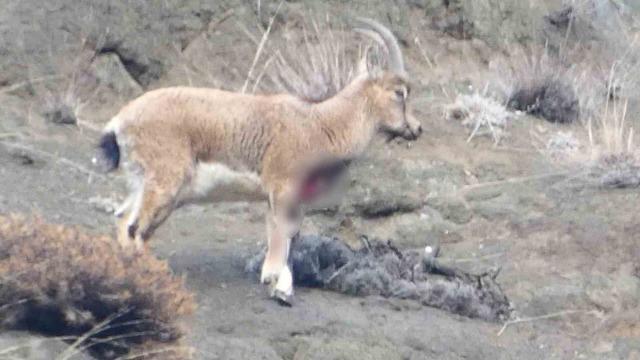 Erzurum&rsquo;da ka&ccedil;ak avcılar yaban ke&ccedil;isini yaraladı 4