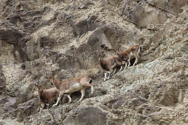 Erzurum&rsquo;da ka&ccedil;ak avcılar yaban ke&ccedil;isini yaraladı 1