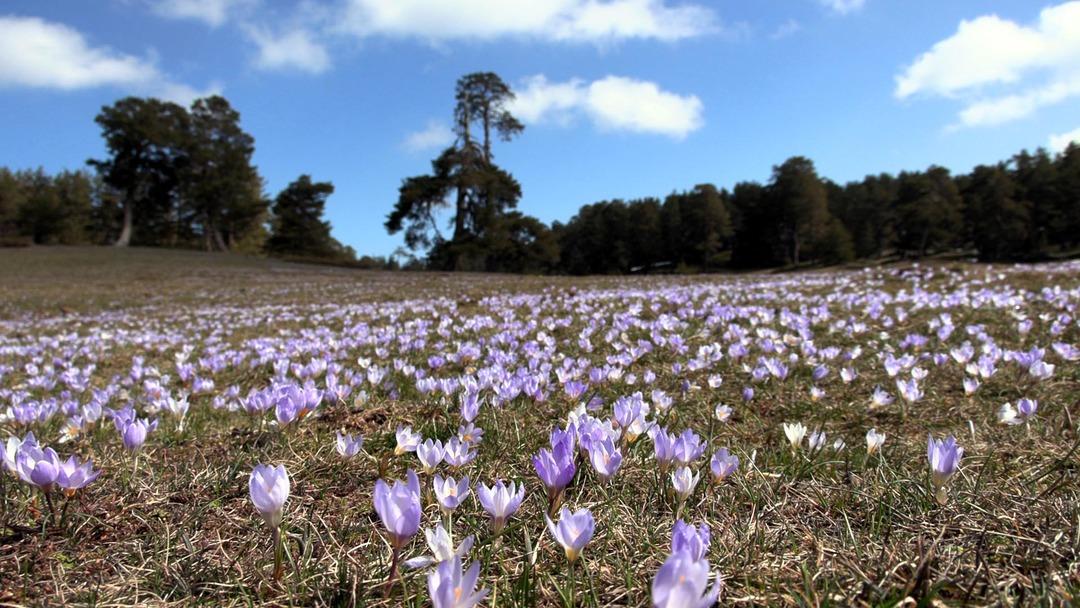 Baharın m&uuml;jdecisi karların arasında a&ccedil;tı! &Ccedil;iğdem dağ eteklerini s&uuml;sledi 2