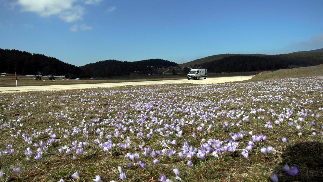 Baharın m&uuml;jdecisi karların arasında a&ccedil;tı! &Ccedil;iğdem dağ eteklerini s&uuml;sledi 1