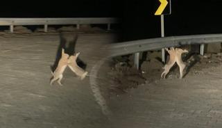 Kavga eden tavşanlar b&ouml;yle g&ouml;r&uuml;nt&uuml;lendi 