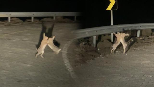 Kavga eden tavşanlar böyle görüntülendi 