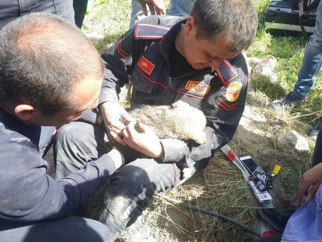 Kuyuya düşen yavru köpek 11 saatlik çalışmayla kurtarıldı