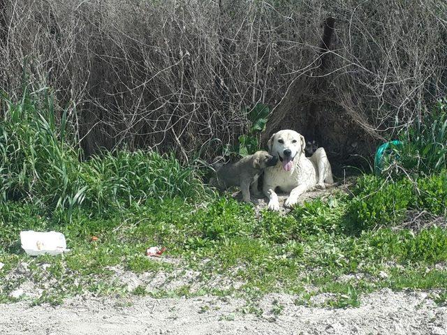 Kuyuya düşen yavru köpek 11 saatlik çalışmayla kurtarıldı