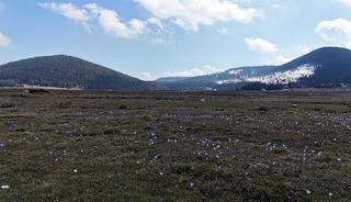 Baharın m&uuml;jdecisi karların arasında a&ccedil;tı!