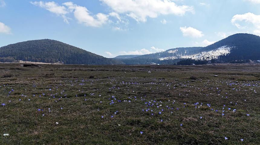 Baharın m&uuml;jdecisi karların arasında a&ccedil;tı! &Ccedil;iğdem dağ eteklerini s&uuml;sledi