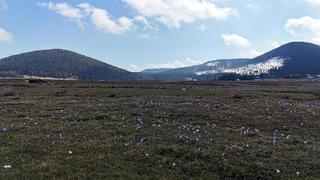 Baharın müjdecisi karların arasında açtı! Çiğdem dağ eteklerini süsledi