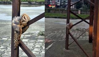 Baykuş sokak direğinde uyuya kaldı