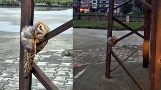 Baykuş sokak direğinde uyuya kaldı