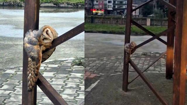 Baykuş sokak direğinde uyuya kaldı