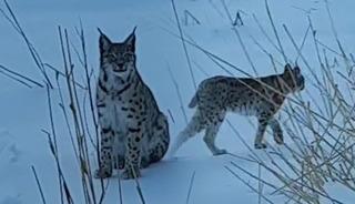 Bayburt'ta vatandaşları heyecanlandıran g&ouml;r&uuml;nt&uuml;!