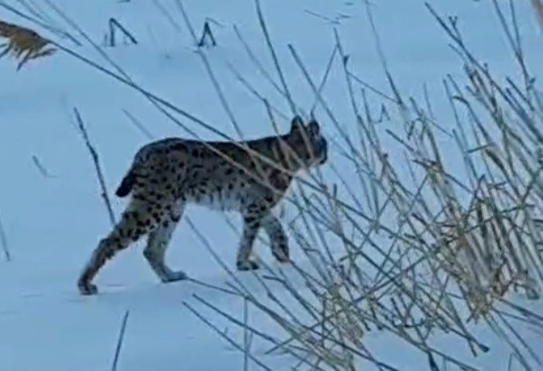 Bayburt ta vatandaşları heyecanlandıran g&ouml;r&uuml;nt&uuml;! "Koskoca aslan" 2