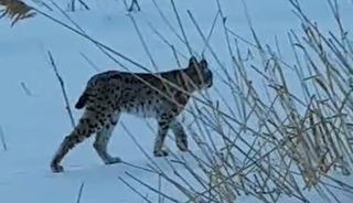 Bayburt'ta karlı arazide g&ouml;r&uuml;len vaşak vatandaşları heyecanlandırdı