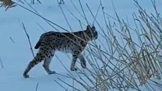 Bayburt'ta karlı arazide görülen vaşak vatandaşları heyecanlandırdı
