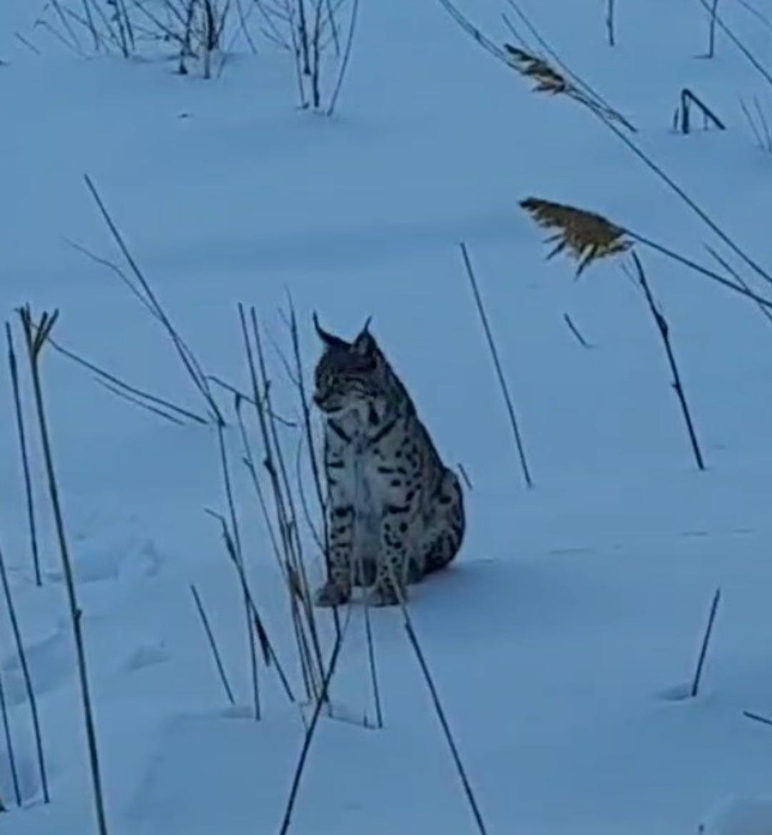 Bayburt ta vatandaşları heyecanlandıran g&ouml;r&uuml;nt&uuml;! "Koskoca aslan" 1
