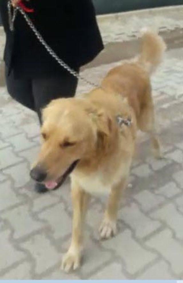 Görme engelli memur, 'dostu ve rehberi' kayıp köpeğini arıyor