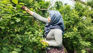 Hasadı tam 3 ay s&uuml;r&uuml;yor! Dalından koptuğu an t&uuml;keniyor