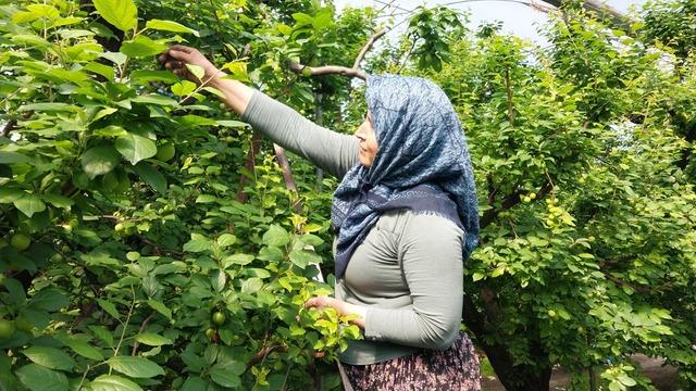 Hasadı tam 3 ay sürüyor! Dalından koptuğu an tükeniyor