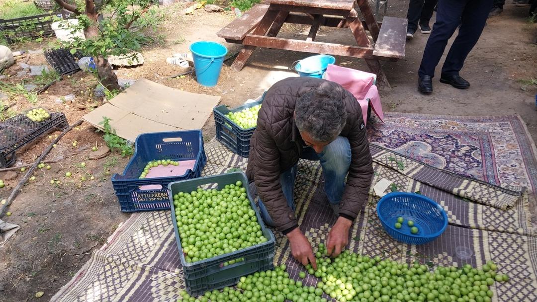 Hasadı tam 3 ay s&uuml;r&uuml;yor! Dalından koptuğu an t&uuml;keniyor 1