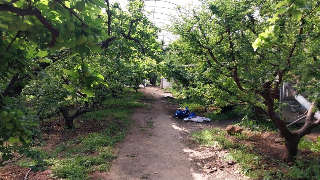 Hasadı tam 3 ay s&uuml;r&uuml;yor! Dalından koptuğu an t&uuml;keniyor 3