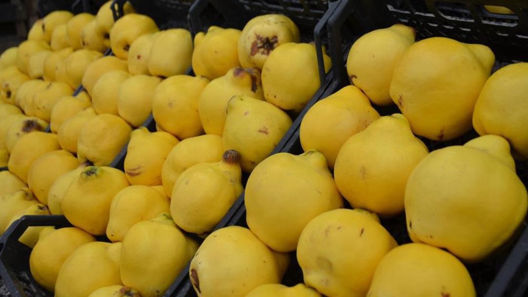 Artık l&uuml;ks meyve kategorisine girdi! Kilosu dudak u&ccedil;uklattı 2