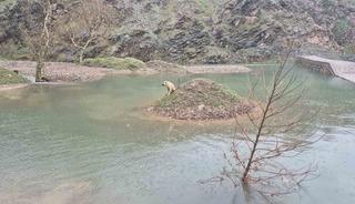 Mahsur kalan k&ouml;peği itfaiye ekipleri kurtardı