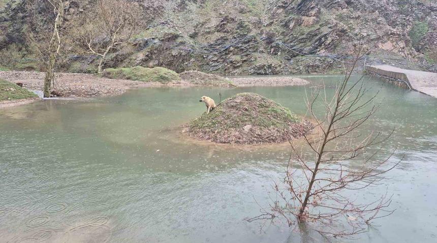Mahsur kalan k&ouml;peği itfaiye ekipleri kurtardı