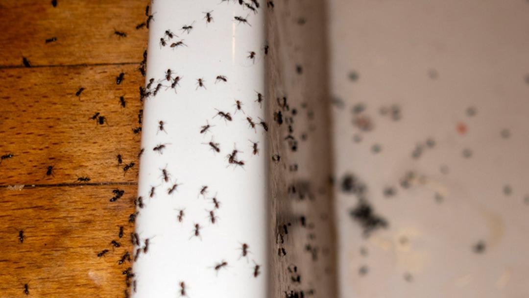 Valizden &ccedil;ıkanlar şoke etti! Satıp resmen servet kazanacaklarmış 1