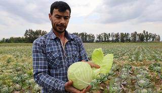 Bedava lahanayı duyan yağmura rağmen tarlaya akın etti!