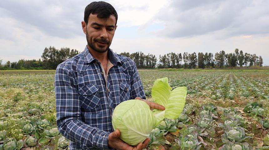 Bedava lahanayı duyan yağmura rağmen tarlaya akın etti!