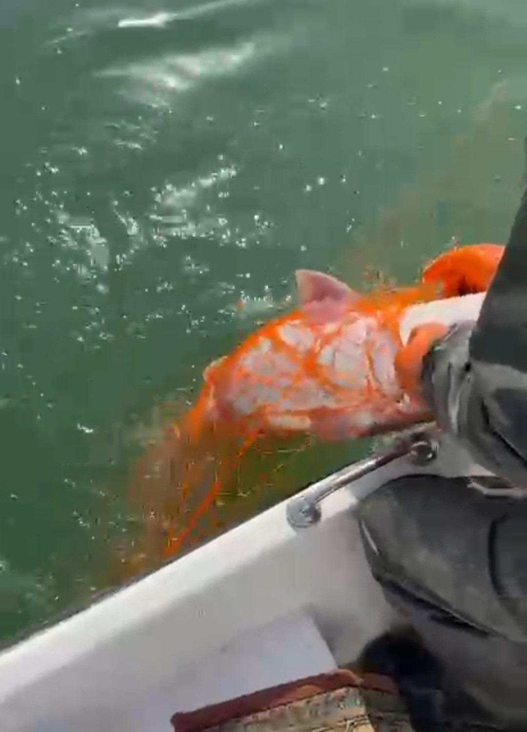 Elazığ&rsquo;da dev turna yakalandı: "Sezonun son en b&uuml;y&uuml;k balıkları" 1