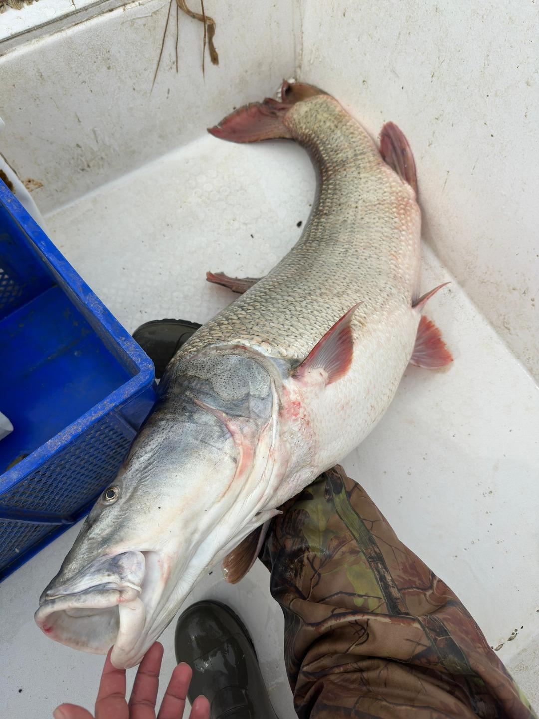 Elazığ&rsquo;da dev turna yakalandı: "Sezonun son en b&uuml;y&uuml;k balıkları" 2