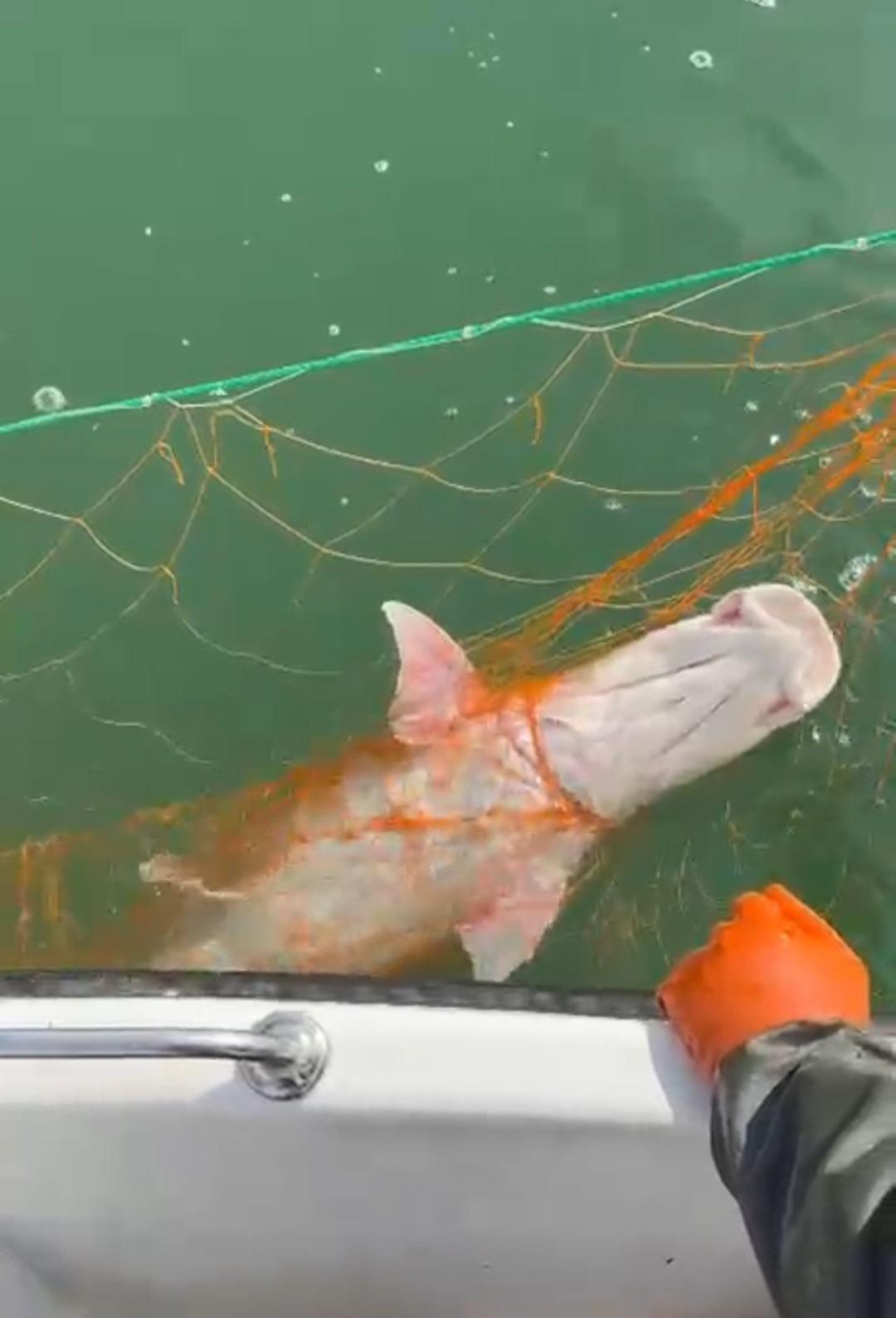 Elazığ&rsquo;da dev turna yakalandı: "Sezonun son en b&uuml;y&uuml;k balıkları" 3