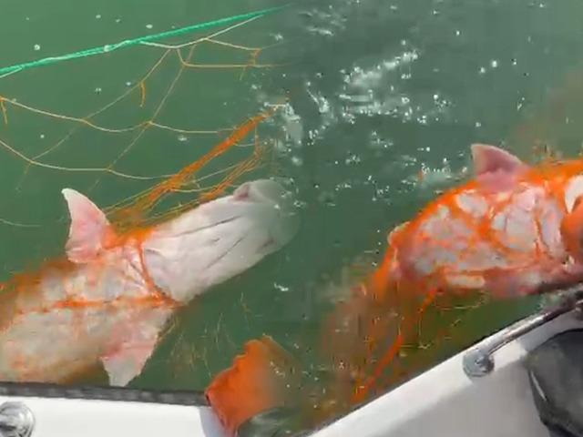 Dev turna yakalandı: "Sezonun son en b&uuml;y&uuml;ğ&uuml;"