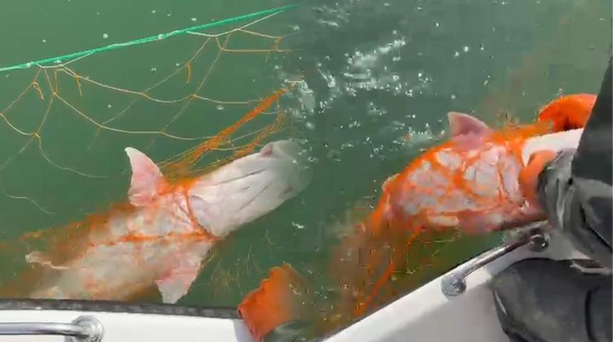 Elazığ&rsquo;da dev turna yakalandı: "Sezonun son en b&uuml;y&uuml;k balıkları"