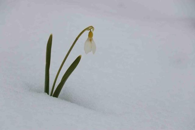 Mart karı kardelenleri yeniden beyaza b&uuml;r&uuml;d&uuml; 5