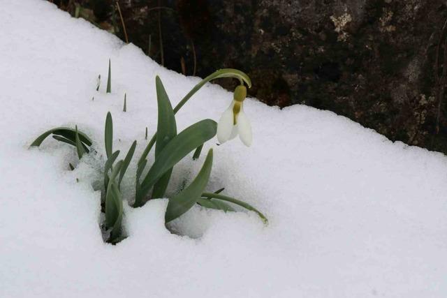 Mart karı kardelenleri yeniden beyaza b&uuml;r&uuml;d&uuml; 4