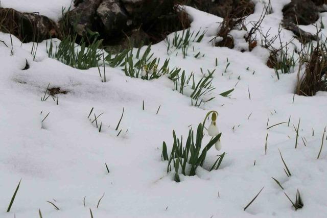 Mart karı kardelenleri yeniden beyaza b&uuml;r&uuml;d&uuml; 3