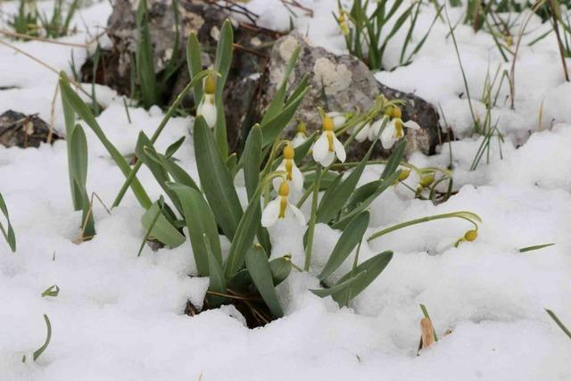 Mart karı kardelenleri yeniden beyaza b&uuml;r&uuml;d&uuml; 2