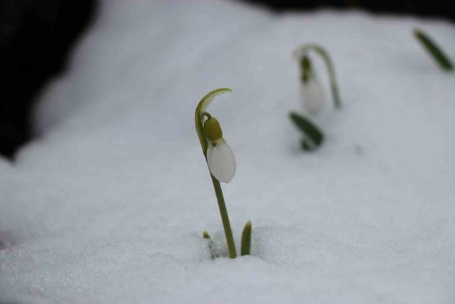 Mart karı kardelenleri yeniden beyaza b&uuml;r&uuml;d&uuml; 1