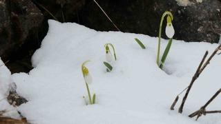Mart karı kardelenleri yeniden beyaza bürüdü