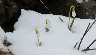 Mart karı kardelenleri yeniden beyaza b&uuml;r&uuml;d&uuml;