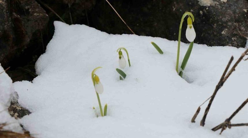 Mart karı kardelenleri yeniden beyaza b&uuml;r&uuml;d&uuml;