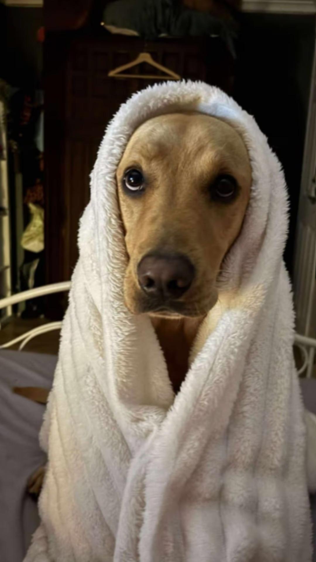 160 yıllık cinayeti k&ouml;pek &ccedil;&ouml;zd&uuml;! Şişenin i&ccedil;inden bakın ne &ccedil;ıktı 1