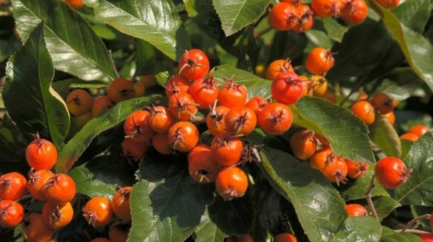 Metabolizma hızını 2 katına &ccedil;ıkarıp deli gibi yağ yaktırıyor