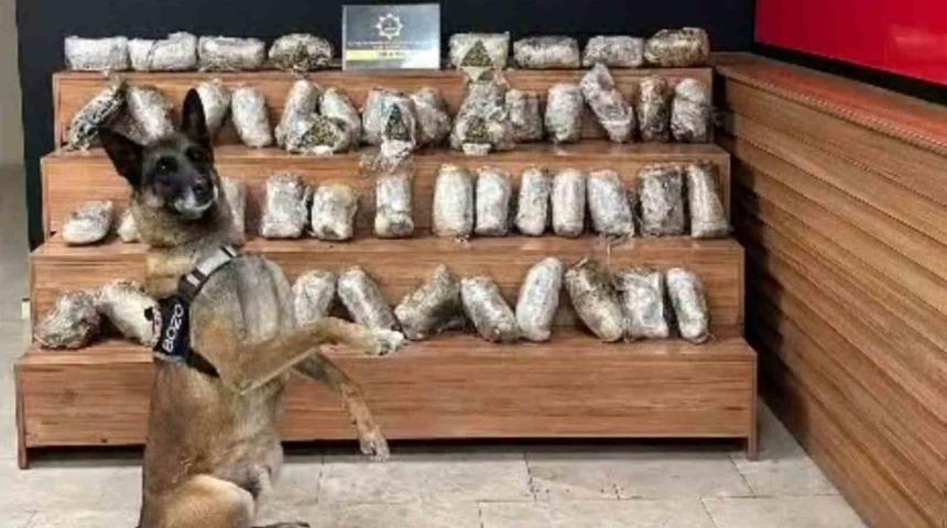 Şanlıurfa&rsquo;da 17 kilo 550 gram skunk ele ge&ccedil;irildi