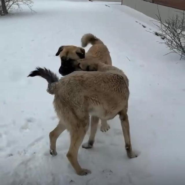 İzmir’in yüksek kesimlerine bayramda kar yağdı 1