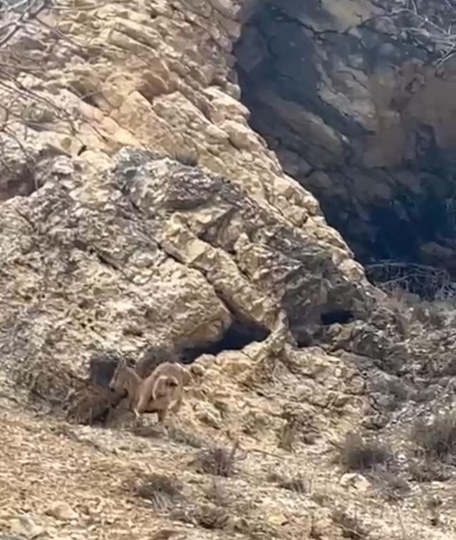 Elazığ’da 3 ayaklı yaban keçisi azmiyle şaşırttı 1