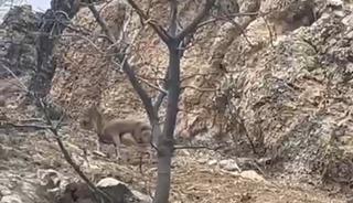 Elazığ&rsquo;da 3 ayaklı yaban ke&ccedil;isi azmiyle şaşırttı